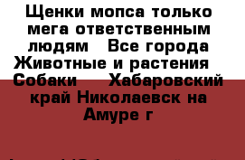 Щенки мопса только мега-ответственным людям - Все города Животные и растения » Собаки   . Хабаровский край,Николаевск-на-Амуре г.